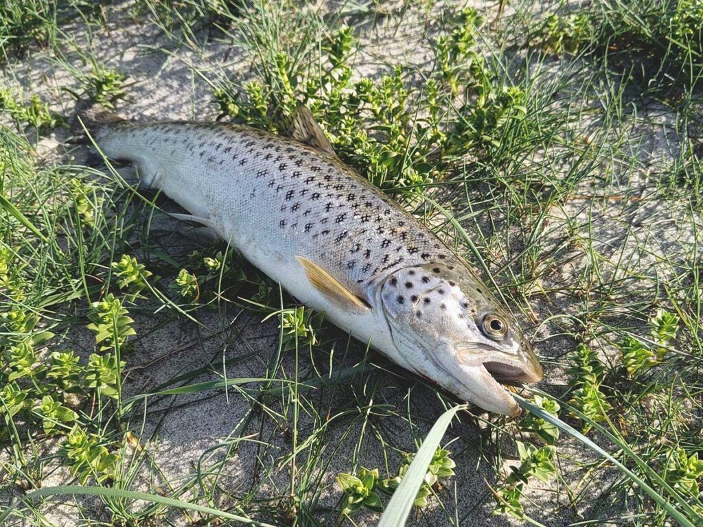 Lystfiskeri på Samsø